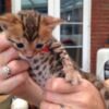 Bengal Stunning Rosetted Male and Female Bengal Cats.whatsapp us:+44749012495