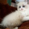 Ragdoll hand-raised ragdoll kittens.whatsapp us:+447490124950