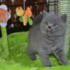 British Shorthair British short hair Kitten Available.whatsapp us:+447490124950