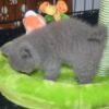 British Shorthair British short hair Kitten Available.whatsapp us:+447490124950
