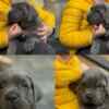 Cane Corso Cane Corso puppies