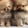 Pomeranian Cute teacup Pomeranian puppies