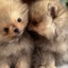 Pomeranian Cute teacup Pomeranian puppies
