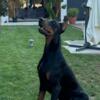 Doberman Pinscher Doberman puppies for sale
