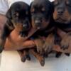 Doberman Pinscher Doberman puppies for sale