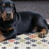 Doberman Pinscher Doberman puppies for sale