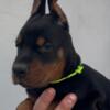 Doberman Pinscher Doberman puppies for sale