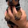 Doberman Pinscher Doberman puppies for sale