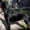 Doberman Pinscher Doberman puppies for sale