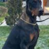 Doberman Pinscher Doberman puppies for sale
