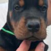 Doberman Pinscher Doberman puppies for sale