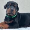 Doberman Pinscher Doberman puppies for sale