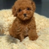 Poodle Beautiful poodle puppies Business WhatsApp: +37256348129