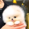 Pomeranian Beautiful Pomeranian puppies Business WhatsApp: +37256348129