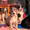 Great Dane Great Dane puppies