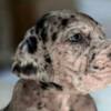 Great Dane Great Dane puppies