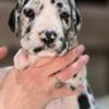 Great Dane Great Dane puppies
