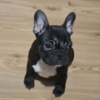 French Bulldog French Bulldog puppies