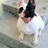 French Bulldog French Bulldog puppies