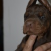 Doberman Pinscher Doberman – Beautiful Puppies