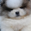 Pomeranian Pomeranian Spitz puppies