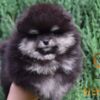 Pomeranian Pomeranian Spitz puppies