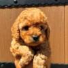 Poodle Toy poodles of superior origin