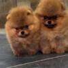 Pomeranian Top quality Pomeranians