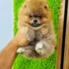 Pomeranian Top quality Pomeranians