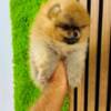 Pomeranian Top quality Pomeranians