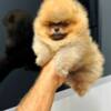 Pomeranian Top quality Pomeranians