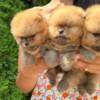 Pomeranian Top quality Pomeranians