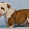 Bulldog Beautiful English bulldog puppies.whatsapp for details:+447490124950