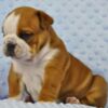 Bulldog Beautiful English bulldog puppies.whatsapp for details:+447490124950