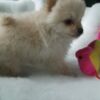 Pomeranian Beautiful Pomeranian Puppies..whatsapp for details:+447490124950
