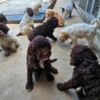 Lagotto Romagnolo Lagotto Romagnolo, beautiful puppies