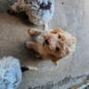 Lagotto Romagnolo Lagotto Romagnolo, beautiful puppies