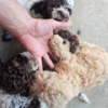 Lagotto Romagnolo Lagotto Romagnolo, beautiful puppies