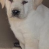 Labrador Retriever LABRADOR retriever, puppies of champion origin