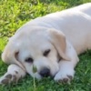 Labrador Retriever LABRADOR retriever, puppies of champion origin