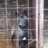Belgian Shepherd Dog (Malinois) Belgian Shepherd Malinois puppies