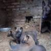 Belgian Shepherd Dog (Malinois) Belgian Shepherd Malinois puppies