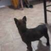 Belgian Shepherd Dog (Malinois) Belgian Shepherd Malinois puppies