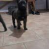 Belgian Shepherd Dog (Malinois) Belgian Shepherd Malinois puppies