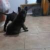 Belgian Shepherd Dog (Malinois) Belgian Shepherd Malinois puppies