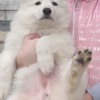 White Shepherd White Swiss Shepherd – Puppies