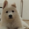 White Shepherd White Swiss Shepherd – Puppies