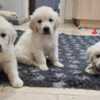 Golden Retriever playful golden retriever puppies