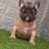 French Bulldog French bulldog