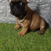 French Bulldog French bulldog